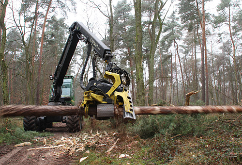 im Dudenhofener Forst