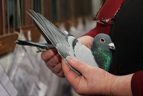 Tagung der Taubenfreunde, Bellheim