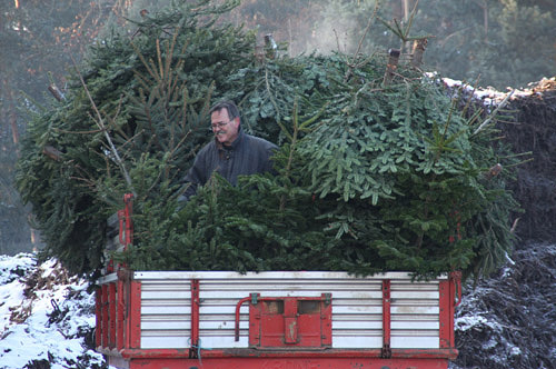 Tannenbaumeinammeln mit der CDU Bellheim, Bellheim