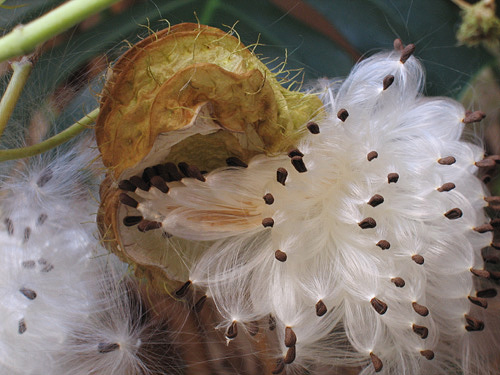 Stilleben mit Blumen