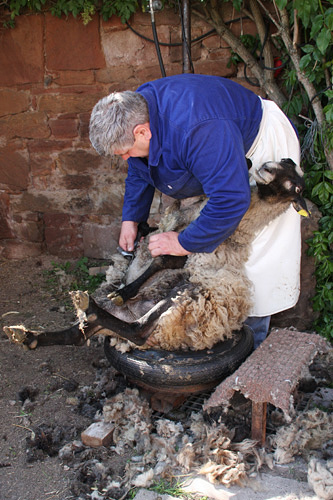 beim Figaro, Schafschur bei  Eschbach
